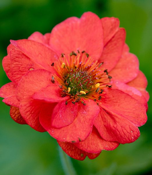 Geum chiloense 'Feuerball'